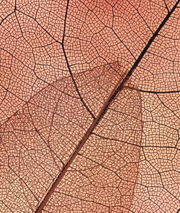 beautiful-abstract-autumn-leaves - Kopie